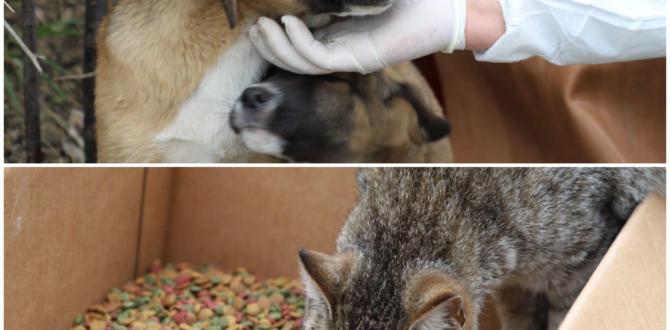 Sokak Köpek ve Kedilerinin İmdadına Zonguldak Belediyesi Onlara Yemek Getirerek Yetişti